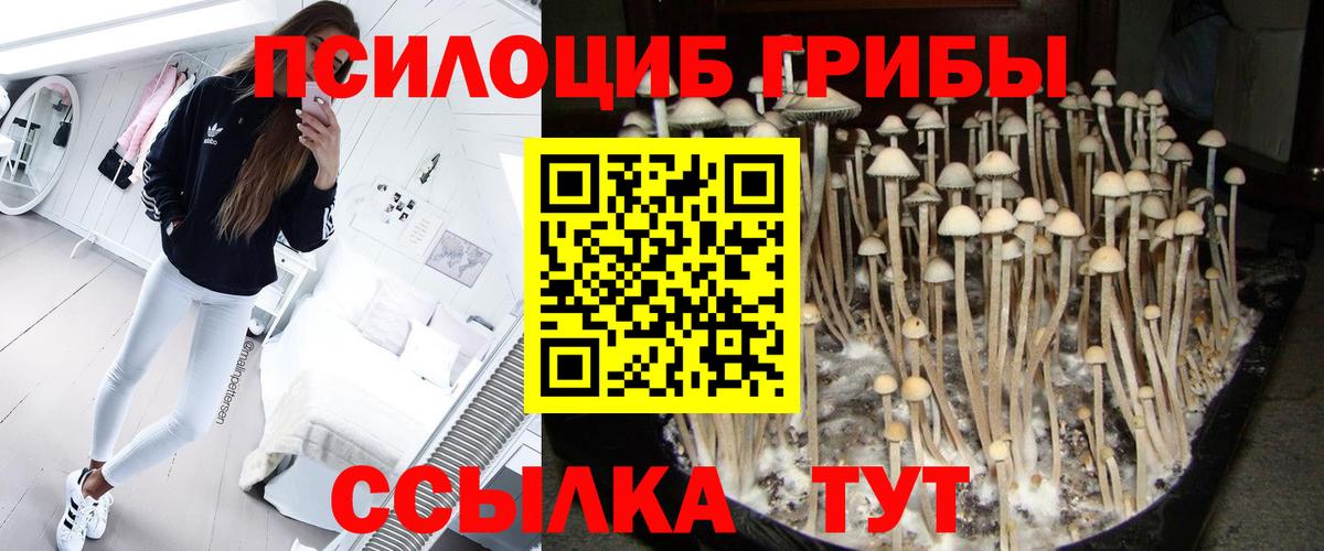 Псилоцибиновые грибы Cubensis  Галлюциногенные грибы Cubensis  Урюпинск 